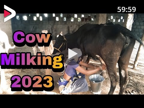 Cow Milking 2023 Cow Milking By Hand دیدئو dideo