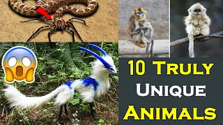 दुनिया के सबसे अनोखे जानवर ANIMALS YOU WON'T BELIEVE ACTUALLY EXIST دیدئو  dideo