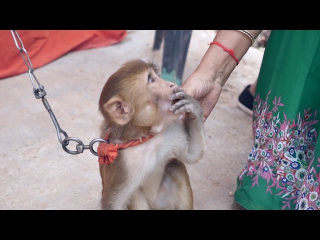 pet monkey baby funny videos | Paltu bandar ka video | Pet Monkey in India  | Monkey Eating Food دیدئو dideo