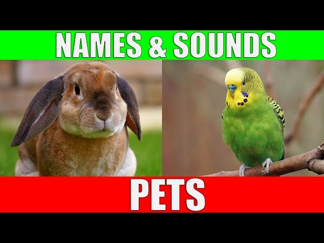 Learn Names of Pets for Kids - Pet Animal Names and Sounds for Children,  Kindergarten and Preschool دیدئو dideo