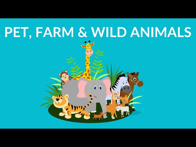 Pet Farm and Wild Animals || Animal Video for Kids دیدئو dideo