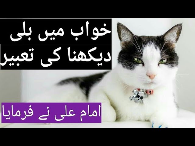 khwab mein billi dekhna ki tabeer in urdu/hindi | Cat | kali bili | see cat  in Dream دیدئو dideo
