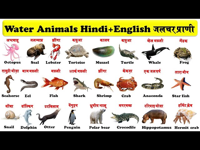 Water Animals In English And Hindi With Pdf | जलचर प्राणी | aquatic animals  | sea creatures | دیدئو dideo