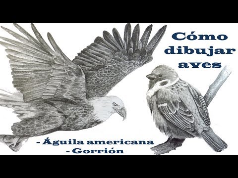 Cómo dibujar Aves | Cómo dibujar un águila | Cómo dibujar un pájaro دیدئو  dideo