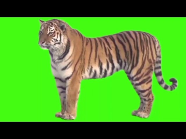 Green screen tiger video | Tiger Stock Footage | tiger attack green screen  دیدئو dideo