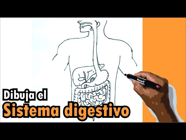 Dibujos del cuerpo humano 1/9 - Cómo dibujar el sistema digestivo - Drawing  digestive system دیدئو dideo