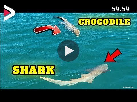 Great White Shark VS. Saltwater Crocodile 🦈🐊 Who Would Win 🔥 Animal Face- Off دیدئو dideo
