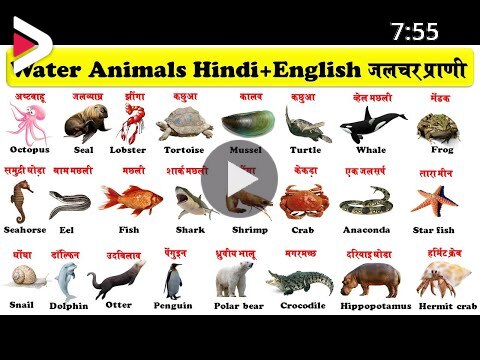 Water Animals In English And Hindi With Pdf | जलचर प्राणी | aquatic animals  | sea creatures | دیدئو dideo